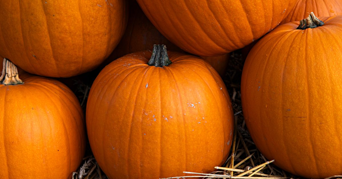 Jack of All Trades Elsoms pumpkin seed Elsoms